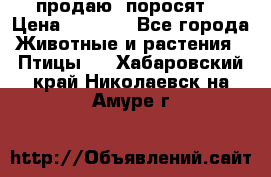 продаю  поросят  › Цена ­ 1 000 - Все города Животные и растения » Птицы   . Хабаровский край,Николаевск-на-Амуре г.